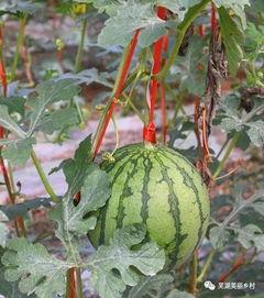 吃瓜福利精品,揭秘娱乐圈幕后故事