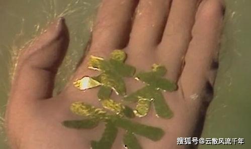 吃瓜黄眉,网络红人的崛起与争议