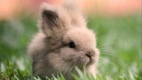 兔子吃四瓜吗,探究兔子饮食中的奇妙组合