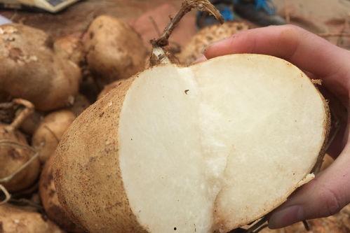 土瓜可吃,传统食材的现代演绎