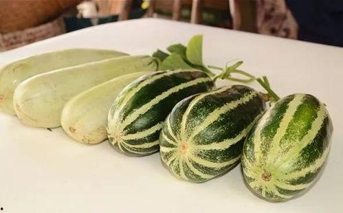 欢迎大家来摘瓜吃瓜