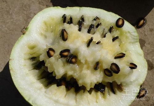 陕西人吃籽瓜,籽瓜的独特魅力与地方美食文化