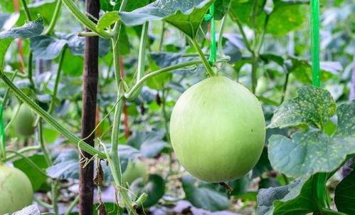 吃梨瓜喉咙痒,揭秘食用禁忌与应对之道