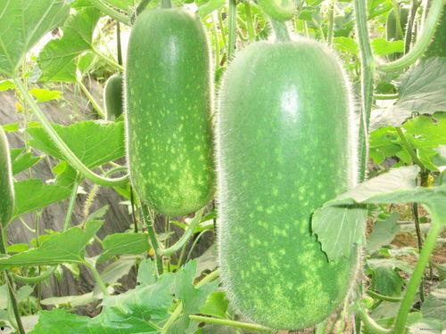 吃瓜哪有瓜,网络流行语的背后故事