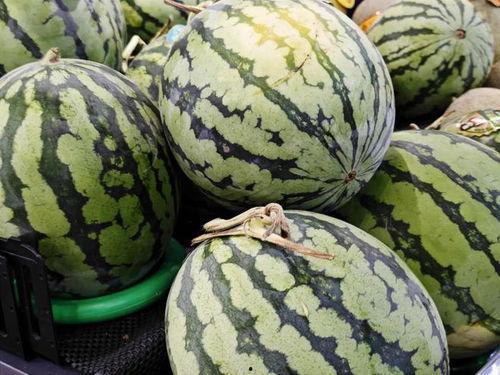 冷日吃瓜,冷日吃瓜，清凉一夏的惬意时光