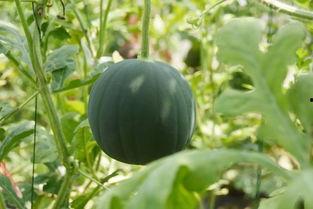 吃瓜的老默,瓜田里的传奇故事