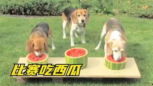 吃瓜的狗狗,趣味横生的夏日萌宠瞬间