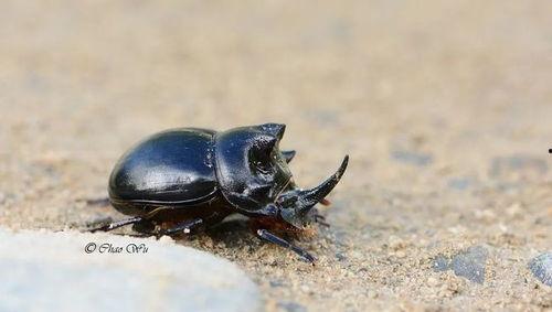 吃瓜小甲虫,揭秘瓜界趣闻与生态奥秘