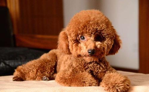 泰迪吃茄瓜,泰迪狗狗的茄瓜美食之旅