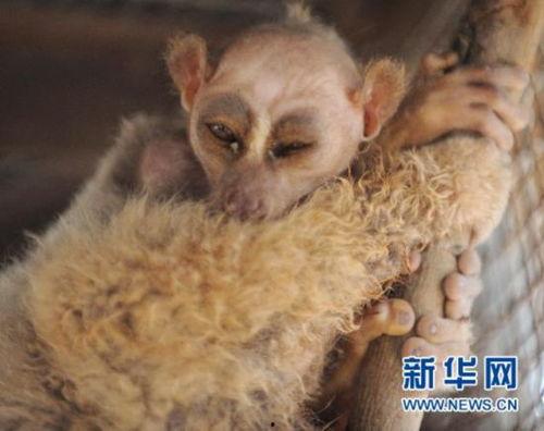 吃瓜被怪物打,怪物袭击惊心动魄