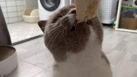 猫咪吃小乳瓜好吗怎么吃,猫咪食用小乳瓜的适宜性与正确喂食方法