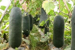 吃瓜避雷必看攻略,轻松解锁娱乐圈安全攻略