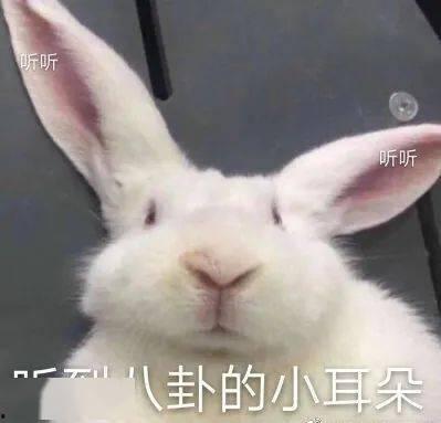 小兔吃瓜头像高清可爱,高清可爱吃瓜头像，萌化你的每一天