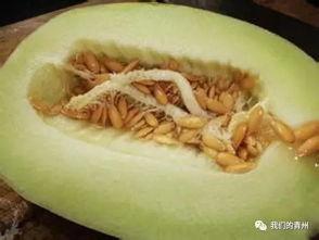 吃银瓜会过敏吗,食用安全需谨慎