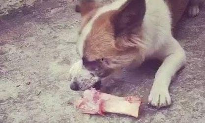 犬可以吃羊瓜吗怎么吃,犬类食用羊瓜的正确方法与注意事项