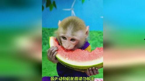 《动物吃瓜》,揭秘动物吃瓜的趣味瞬间